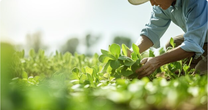 Imagen de categoría - AGRICULTURA